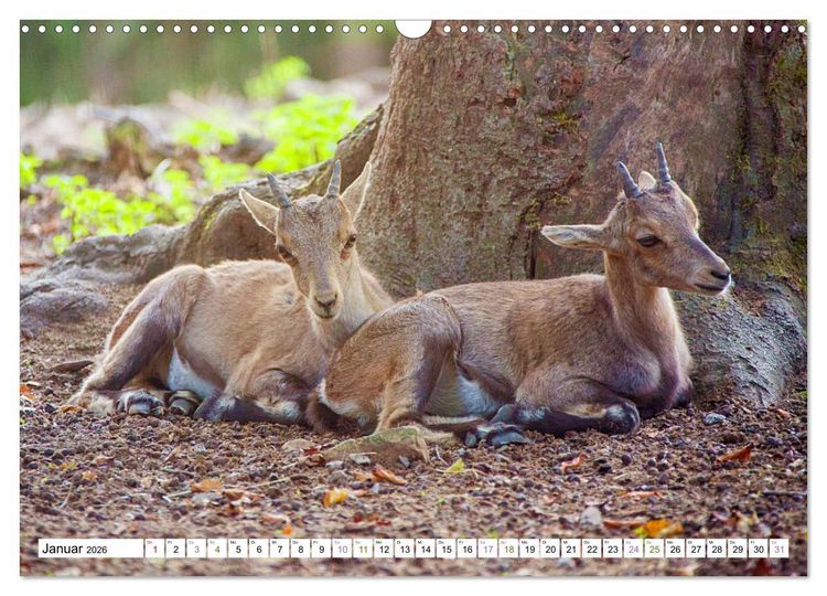 Produktbild: Steinb&ouml;cke - imposante Tiere (Wandkalender 2026 DIN A3 quer), CALVENDO Monatskalender