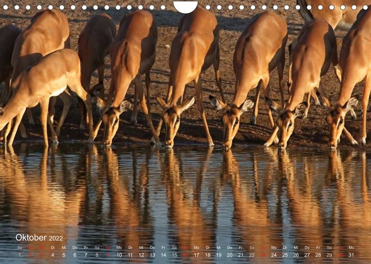 Produktbild: S&uuml;dliches Afrika (Wandkalender 2022 DIN A4 quer)