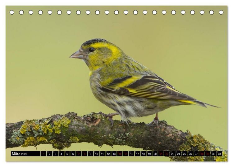 Produktbild: V&ouml;gel aus dem Garten (Tischkalender 2026 DIN A5 quer), CALVENDO Monatskalender