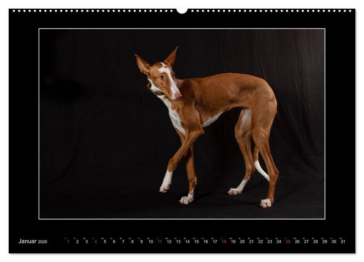 Produktbild: Windhunde - Schnelle Sch&ouml;nheiten (Wandkalender 2026 DIN A2 quer), CALVENDO Monatskalender