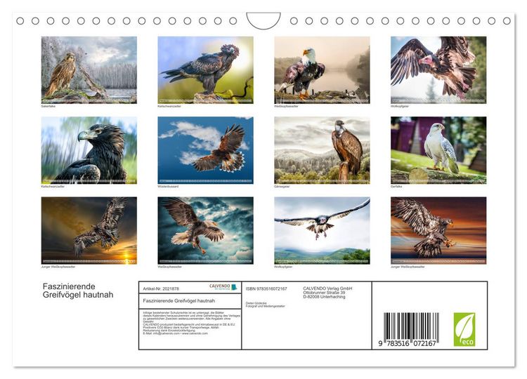Produktbild: Faszinierende Greifv&ouml;gel hautnah (Wandkalender 2026 DIN A4 quer), CALVENDO Monatskalender