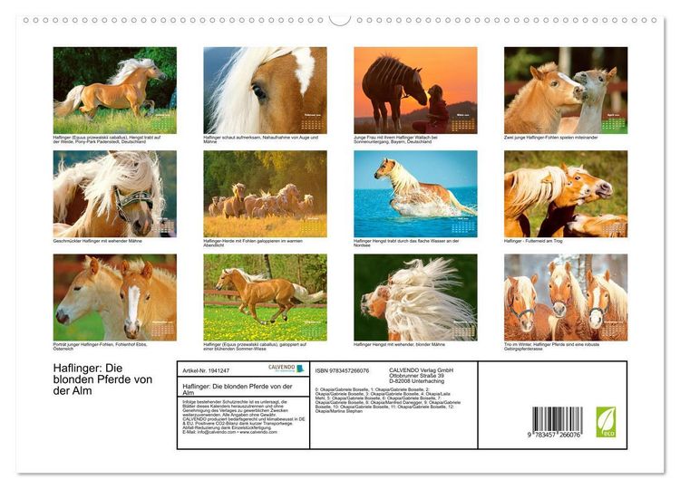 Produktbild: Haflinger: Die blonden Pferde von der Alm (hochwertiger Premium Wandkalender 2026 DIN A2 quer), Kunstdruck in Hochglanz