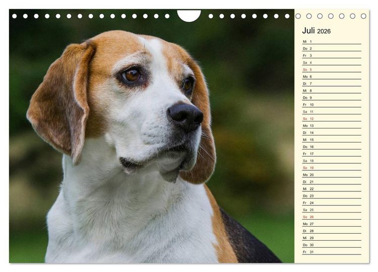 Produktbild: Beagle - Herz auf 4 Pfoten (Wandkalender 2026 DIN A4 quer), CALVENDO Monatskalender