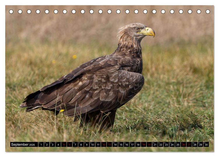 Produktbild: Seeadler in Polen (Tischkalender 2026 DIN A5 quer), CALVENDO Monatskalender