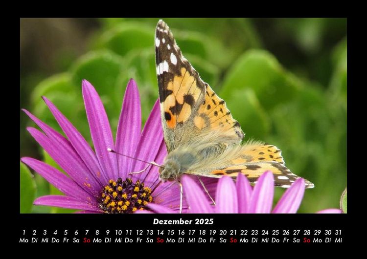 Produktbild: Blumentr&auml;ume 2025 Fotokalender DIN A3