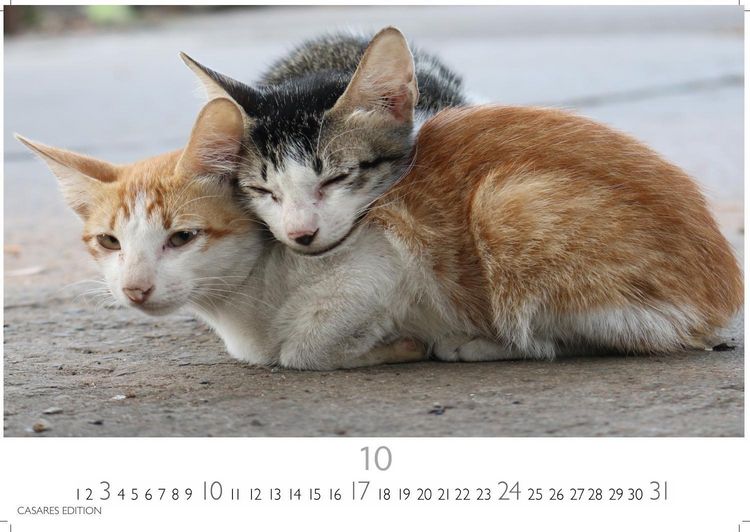 Produktbild: Funny Cats Kalender 2027 &ndash; Wandkalender | Fotokalender Tierkalender 24x35cm - Witziger Katzenkalender