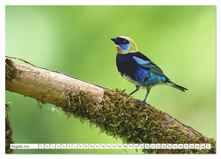 Produktbild: Costa Ricas gefiederte Pracht (Tischkalender 2026 DIN A5 quer), CALVENDO Monatskalender