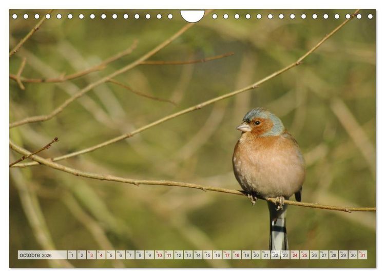 Produktbild: Oiseaux libres et sauvages (Calendrier mural 2026 DIN A4 vertical), CALVENDO calendrier mensuel