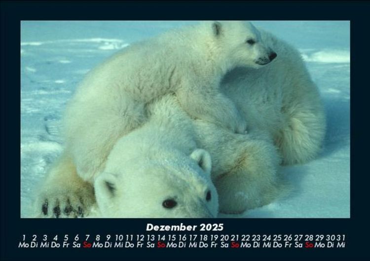 Produktbild: Welt der Tiere 2025 Fotokalender DIN A5