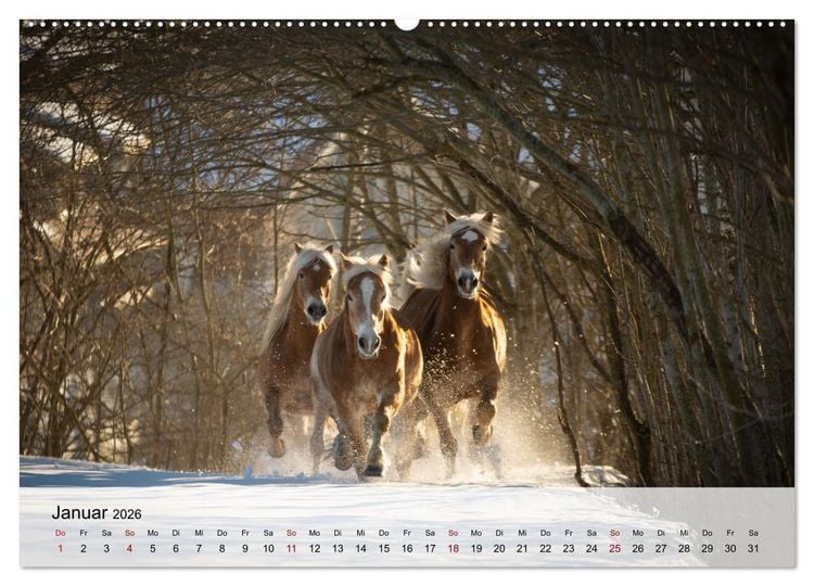 Produktbild: Pferde 2026 Kraft und Anmut (hochwertiger Premium Wandkalender 2026 DIN A2 quer), Kunstdruck in Hochglanz