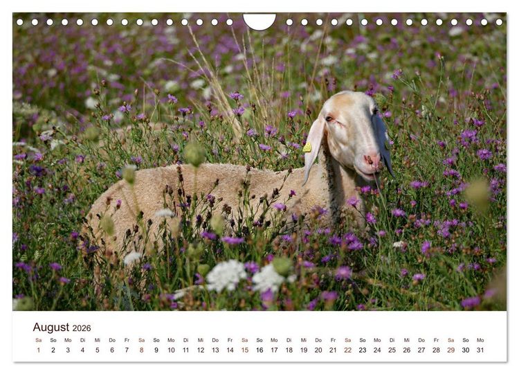 Produktbild: Sch&ouml;ne Schafe (Wandkalender 2026 DIN A4 quer), CALVENDO Monatskalender