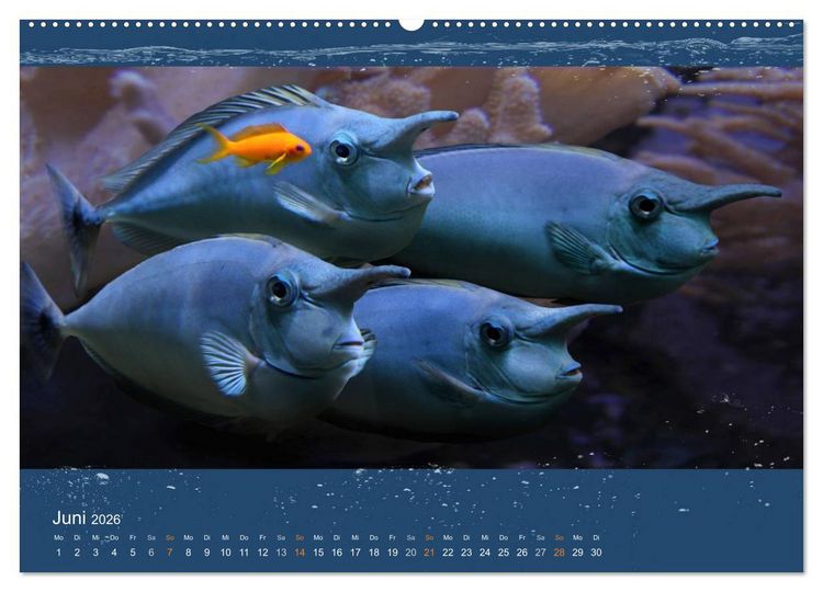Produktbild: Korallenfische im Lichtschimmer des Meeres (hochwertiger Premium Wandkalender 2026 DIN A2 quer), Kunstdruck in Hochglanz