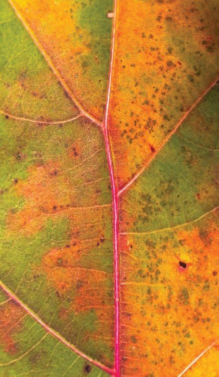 Produktbild: A Turning of Seasons