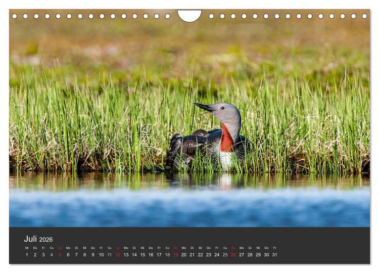 Produktbild: V&ouml;gel im Norden Europas (Wandkalender 2026 DIN A4 quer), CALVENDO Monatskalender