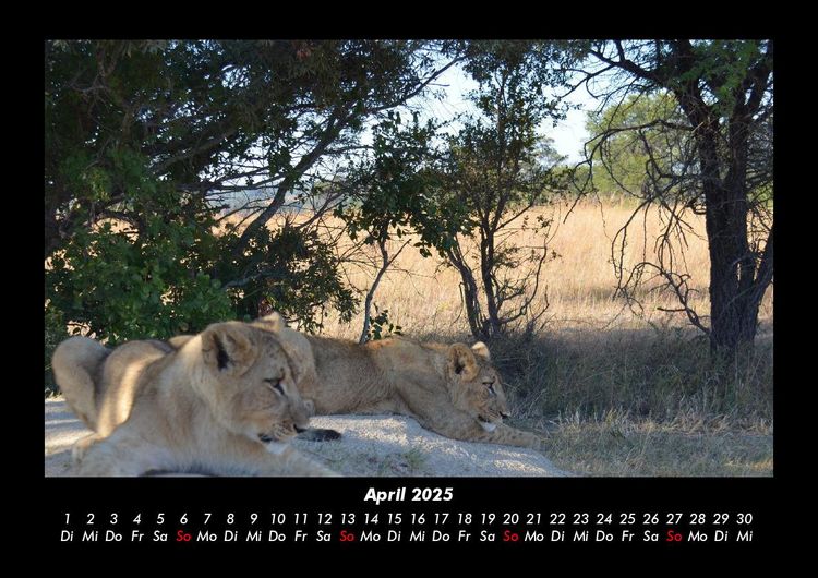 Produktbild: B&auml;ume 2025 Fotokalender DIN A3