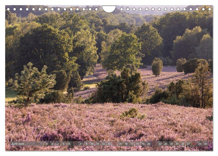 Produktbild: Die L&uuml;neburger Heide - In voller Bl&uuml;te (Wandkalender 2026 DIN A4 quer), CALVENDO Monatskalender