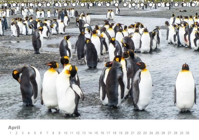 Produktbild: ANTARKTIS (Tischkalender immerw&auml;hrend DIN A5 quer)