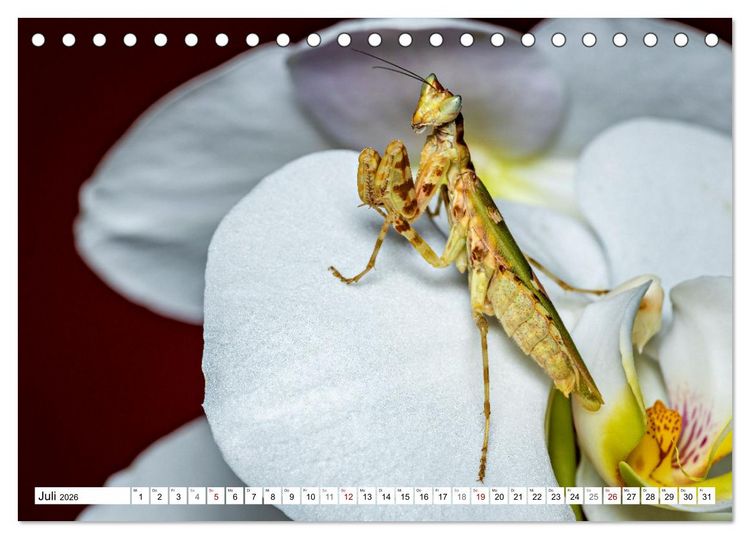 Produktbild: Im Bann der Mantis (Tischkalender 2026 DIN A5 quer), CALVENDO Monatskalender