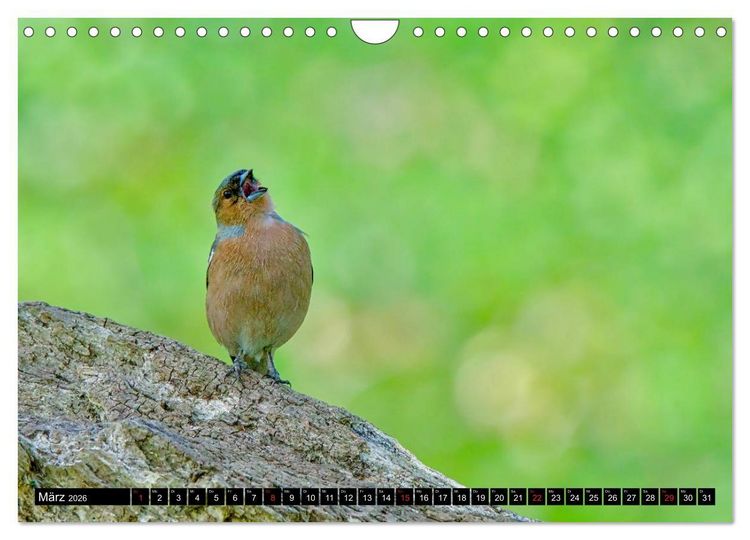 Produktbild: Wildes Deutschland (Wandkalender 2026 DIN A4 quer), CALVENDO Monatskalender