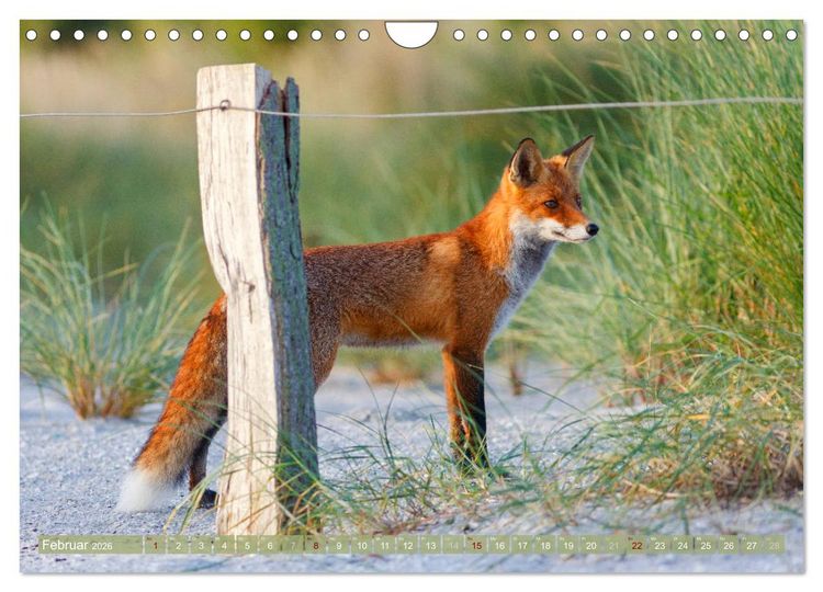 Produktbild: Wilder Dar&szlig; - Fuchs, Hirsch und Co. 2026 (Wandkalender 2026 DIN A4 quer), CALVENDO Monatskalender