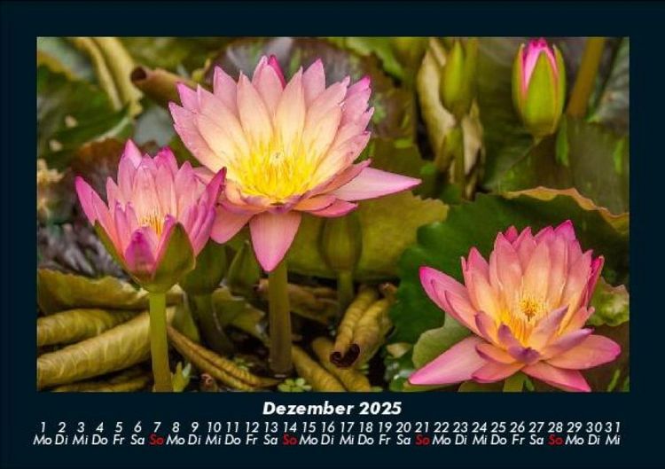 Produktbild: Rosen-Kalender 2025 Fotokalender DIN A5