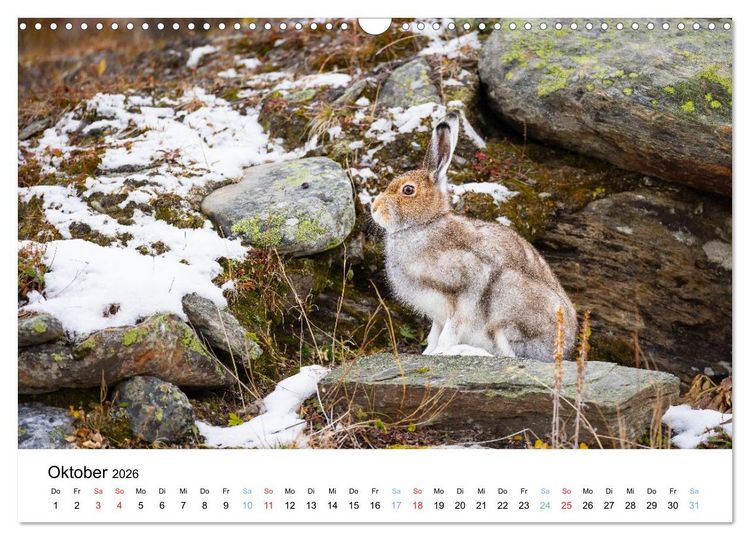 Produktbild: Tierwelt Skandinaviens (Wandkalender 2026 DIN A3 quer), CALVENDO Monatskalender
