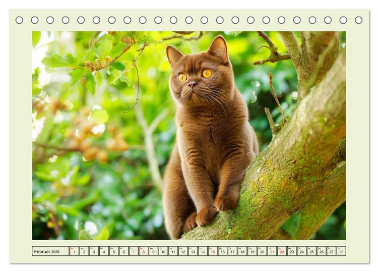 Produktbild: British Shorthair. Sanfte W&uuml;rde und Katzengl&uuml;ck im Gr&uuml;nen (Tischkalender 2026 DIN A5 quer), CALVENDO Monatskalender