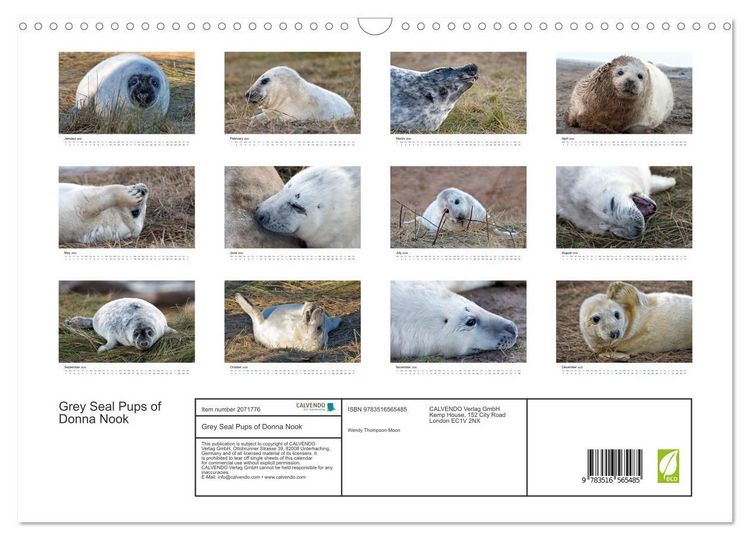 Produktbild: Grey Seal Pups of Donna Nook (Wall Calendar 2026 DIN A3 landscape), CALVENDO 12 Month Wall Calendar