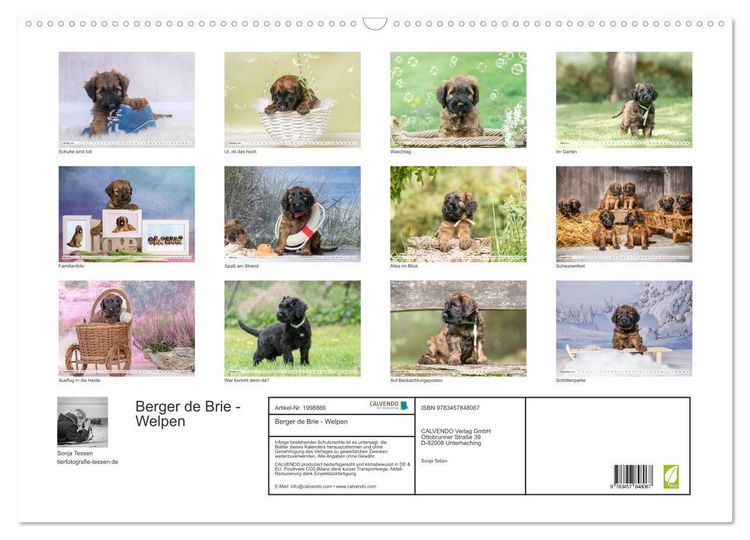 Produktbild: Berger de Brie - Welpen (Wandkalender 2026 DIN A2 quer), CALVENDO Monatskalender