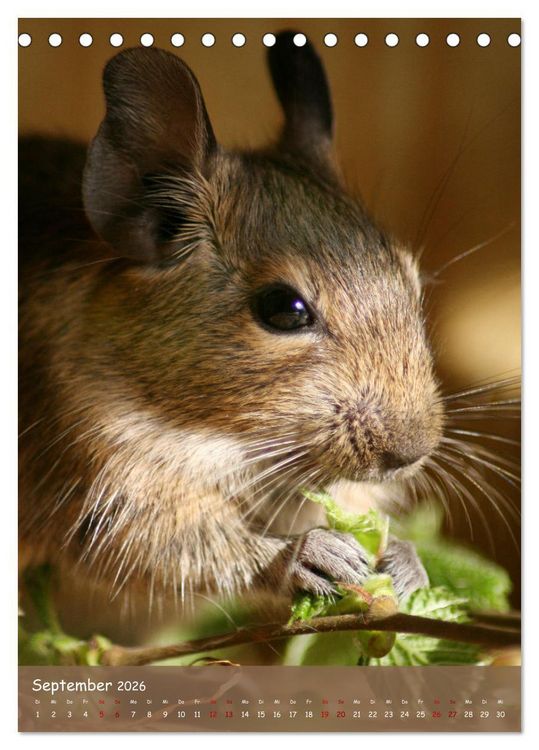 Produktbild: Degus - Winzlinge mit gro&szlig;em Herz (Tischkalender 2026 DIN A5 hoch), CALVENDO Monatskalender