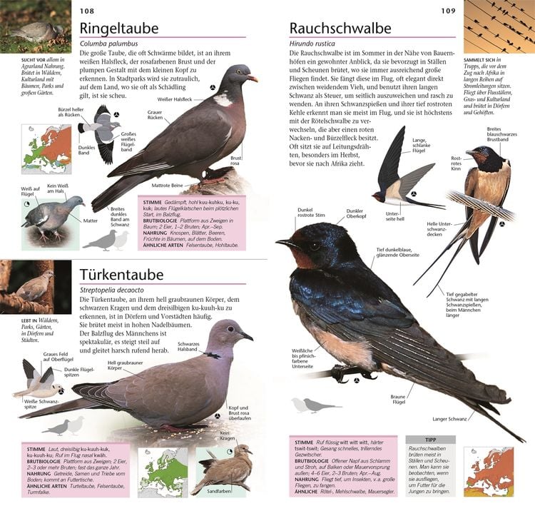 Produktbild: Gartenv&ouml;gel beobachten und bestimmen