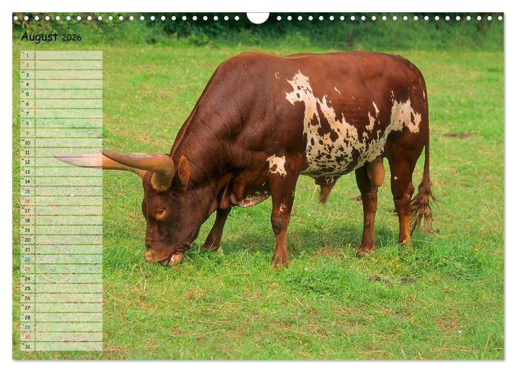 Produktbild: Rinder auf dem Lande (Wandkalender 2026 DIN A3 quer), CALVENDO Monatskalender