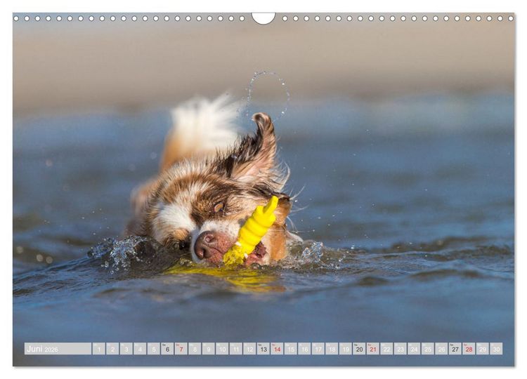Produktbild: Australian Shepherd 2026 (Wandkalender 2026 DIN A3 quer), CALVENDO Monatskalender
