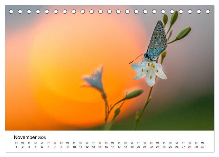Produktbild: Oberbayerischer Insekten Kalender (Tischkalender 2026 DIN A5 quer), CALVENDO Monatskalender
