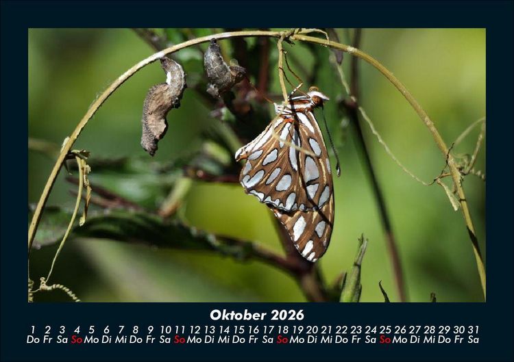 Produktbild: Bunte Pracht der Schmetterlinge 2026 Fotokalender DIN A5