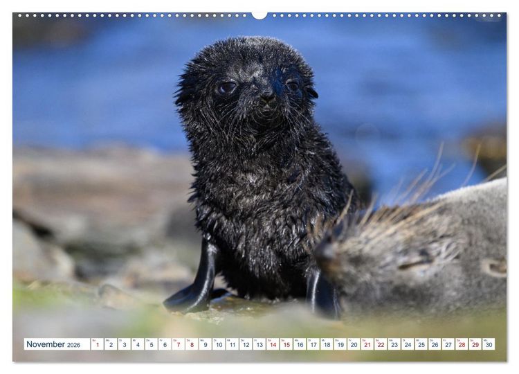 Produktbild: S&uuml;dgeorgien - Abgelegenes Naturparadies (hochwertiger Premium Wandkalender 2026 DIN A2 quer), Kunstdruck in Hochglanz