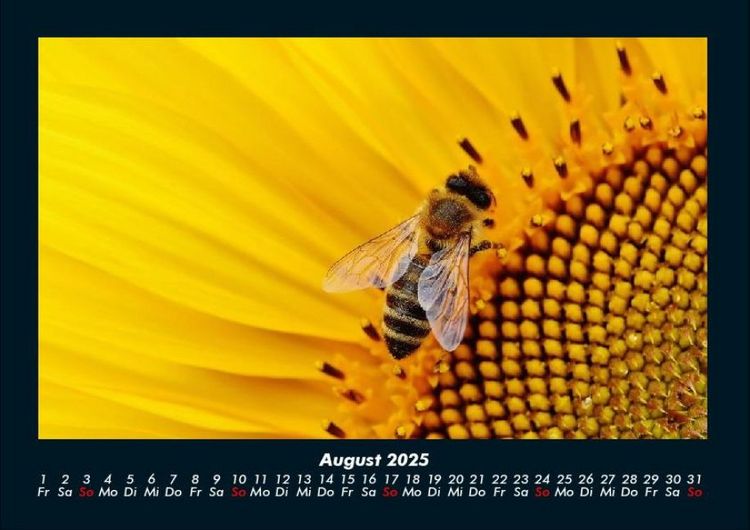Produktbild: Bienen 2025 Fotokalender DIN A4