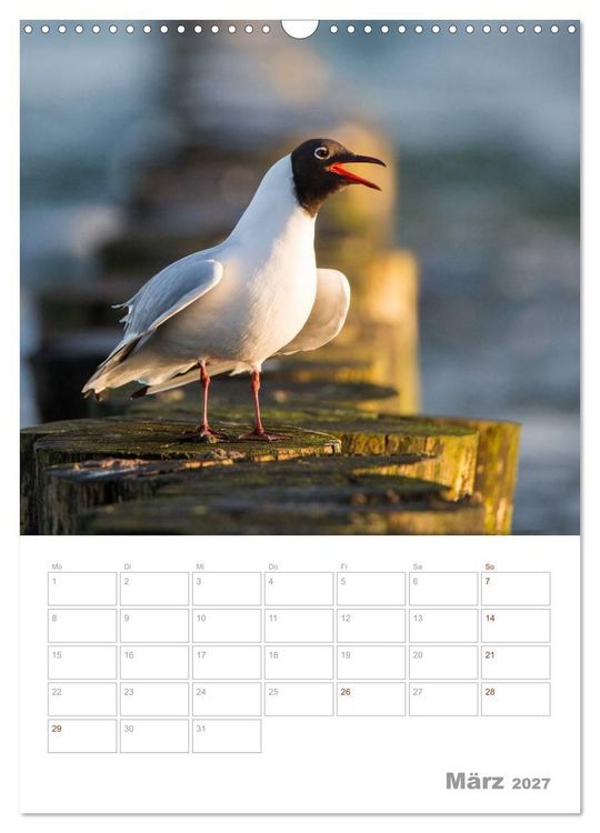 Produktbild: M&ouml;wen - die V&ouml;gel der K&uuml;ste (Wandkalender 2027 DIN A3 hoch), CALVENDO Monatskalender