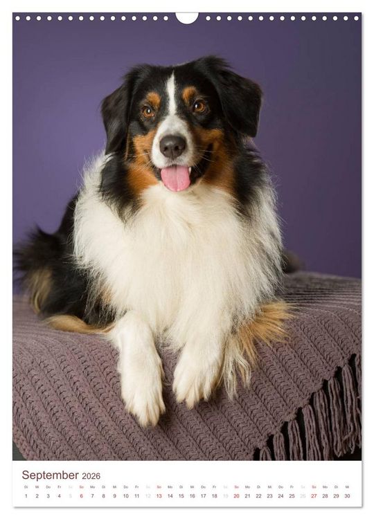Produktbild: Australian Shepherds (Wandkalender 2026 DIN A3 hoch), CALVENDO Monatskalender