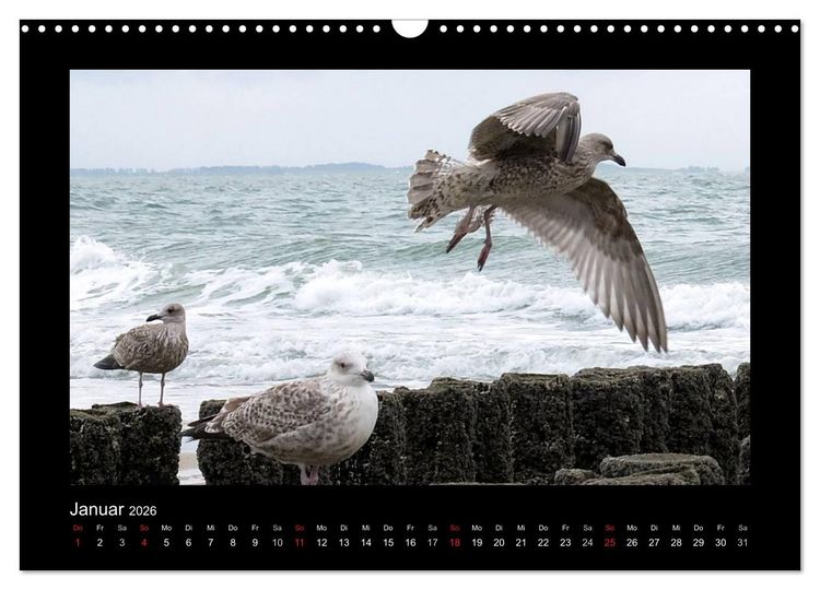 Produktbild: An der Nordsee (Wandkalender 2026 DIN A3 quer), CALVENDO Monatskalender