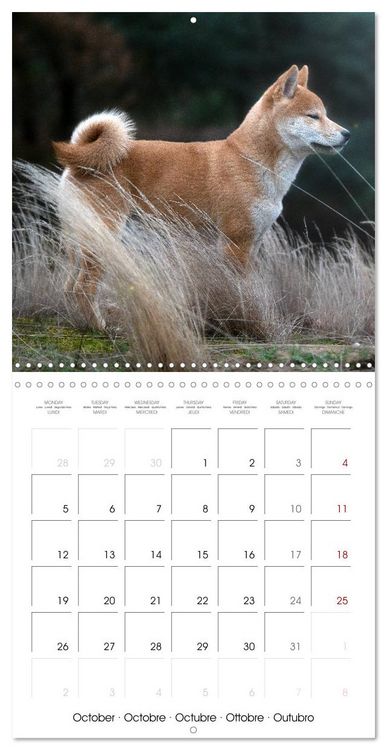 Produktbild: Little Samurais - The Shiba Inu (Wall Calendar 2026 12 &times; 12 Inch) CALVENDO 12 Month Wall Calendar