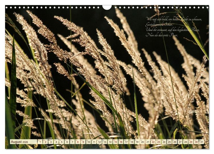 Produktbild: Sommergr&auml;ser (Wandkalender 2026 DIN A3 quer), CALVENDO Monatskalender