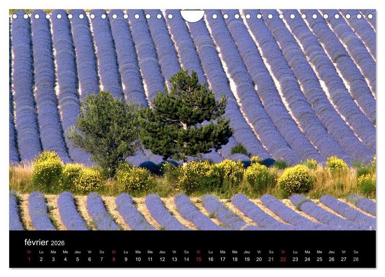 Produktbild: Lavande, l'or bleu de Provence (Calendrier mural 2026 DIN A4 vertical), CALVENDO calendrier mensuel