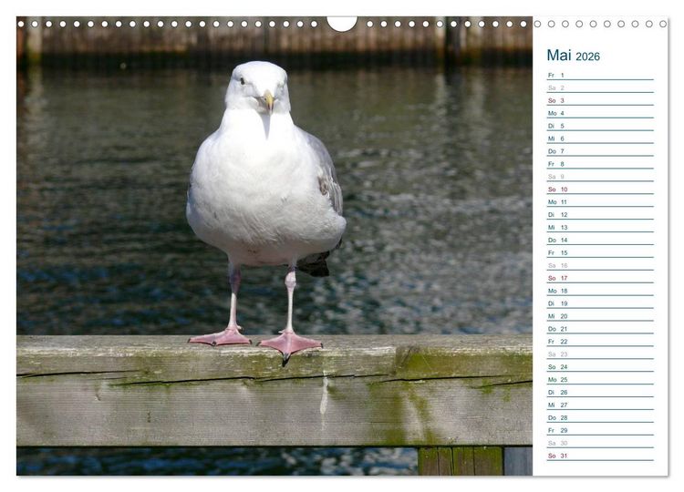 Produktbild: M&ouml;wen - Von der Ostsee bis zum Atlantik (Wandkalender 2026 DIN A3 quer), CALVENDO Monatskalender