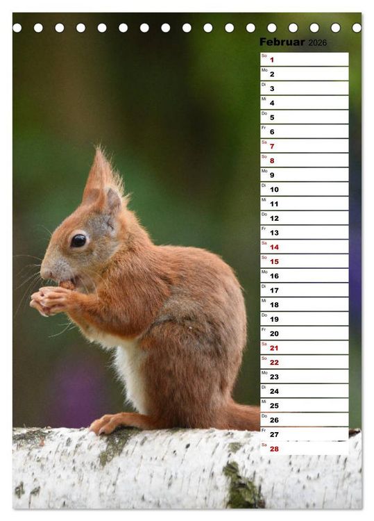 Produktbild: Eichh&ouml;rnchen - kleine Tiere, gro&szlig;e Liebe (Tischkalender 2026 DIN A5 hoch), CALVENDO Monatskalender