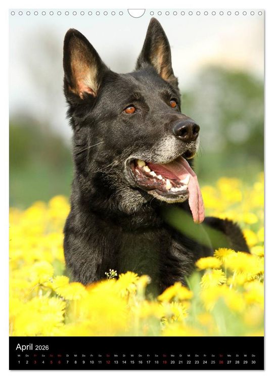 Produktbild: Deutscher Sch&auml;ferhund (Wandkalender 2026 DIN A3 hoch), CALVENDO Monatskalender