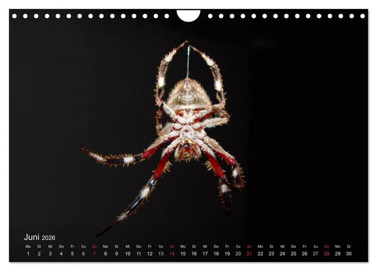 Produktbild: Faszination Spinnen (Wandkalender 2026 DIN A4 quer), CALVENDO Monatskalender