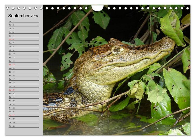 Produktbild: Kaltes Blut. Faszination Reptilien (Wandkalender 2026 DIN A4 quer), CALVENDO Monatskalender
