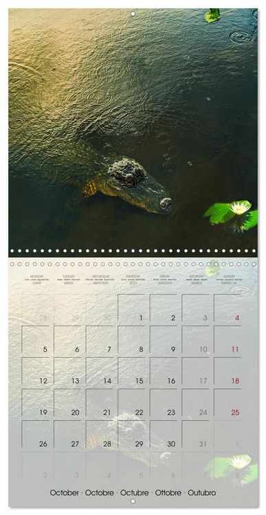 Produktbild: Floride &ndash; D&eacute;couvertes dans l'&Eacute;tat du soleil (Calendrier mural carr&eacute; 2026 30x30 cm) Calendrier double avec une page pour vos prises de notes