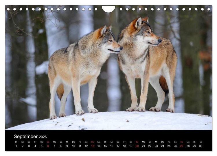 Produktbild: Kanadische W&ouml;lfe im Winter (Wandkalender 2026 DIN A4 quer), CALVENDO Monatskalender